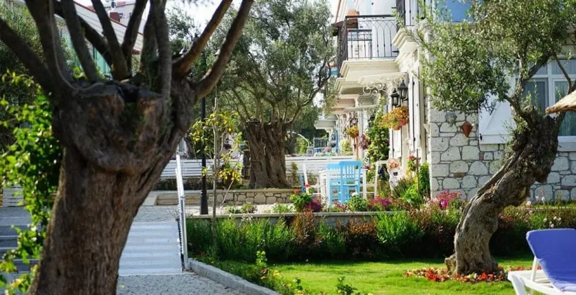 Zeytin Arası, geniş açı cephe